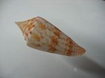 Conus Lemniscatus